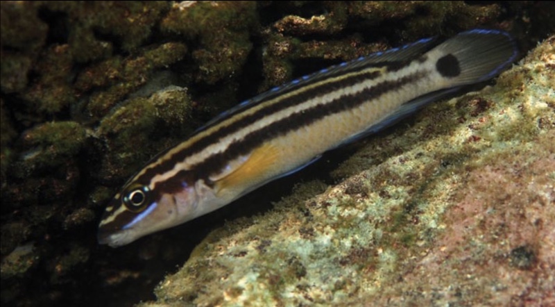 Julidochromis ornatus 'Isanga Bay'